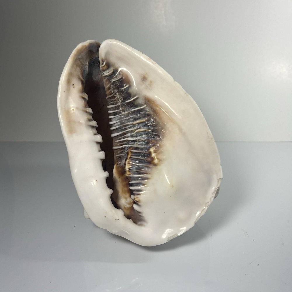 Queen's‎ Helmet Sea Shell 6.5" – Cassis Madagascariensis